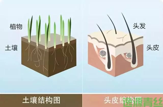 养生先养头，有一种养生叫做养发！-逸源青丝
